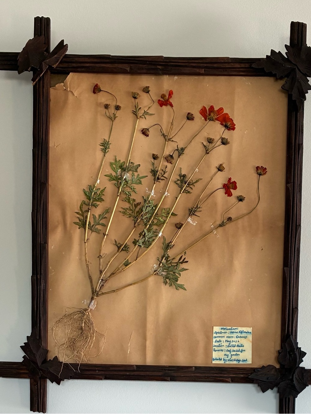 Framed Pressed Botanical Art - Red Frame with Dried Leaves